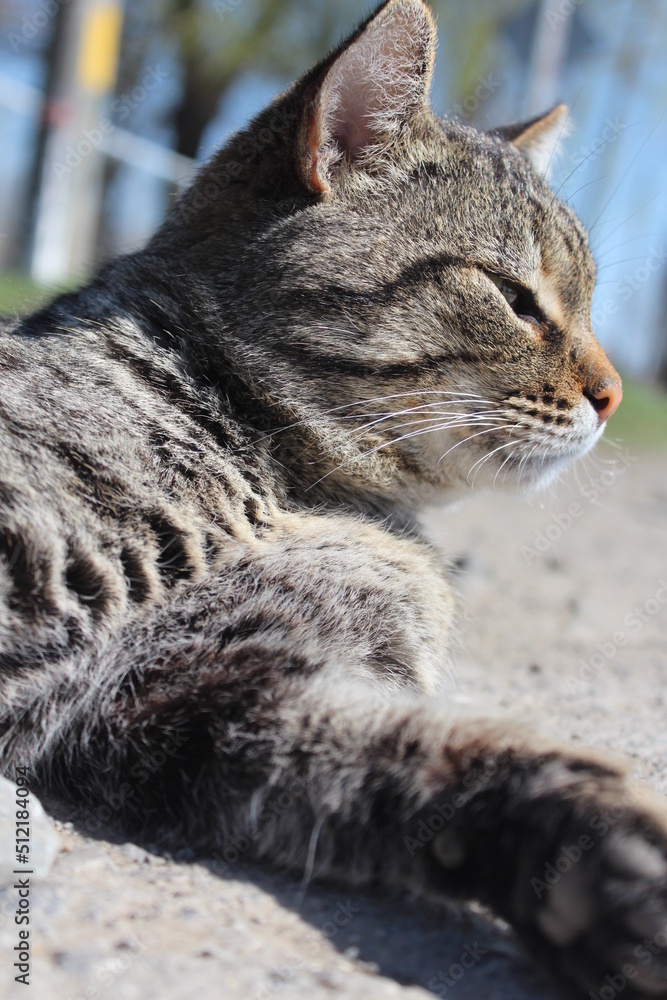 Naklejka premium cat in the snow