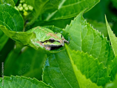 Tiny tree frog sitting on the green leaves of a hydrangea