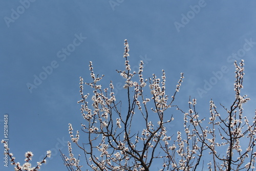 branches of a tree