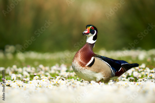 Bride duck (Aix sponsa, Brautente) on white Daisies flower field. Rare waterfowl wildlife. photo