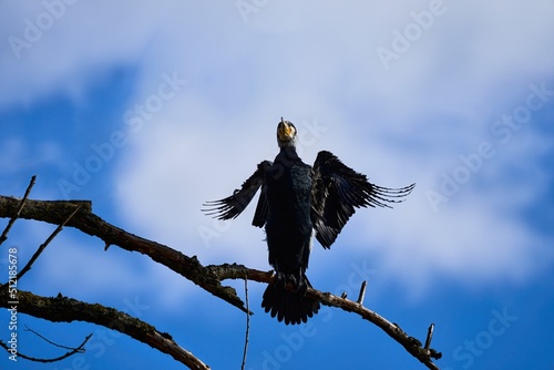 a black cormorant sits on a branch and flaps its wings
