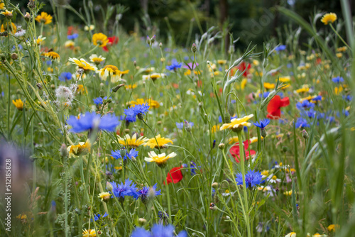 A flower meadow near the forest edge in Oss city (the Netherlands). The field is dominated by yellow, blue and red flowers. photo