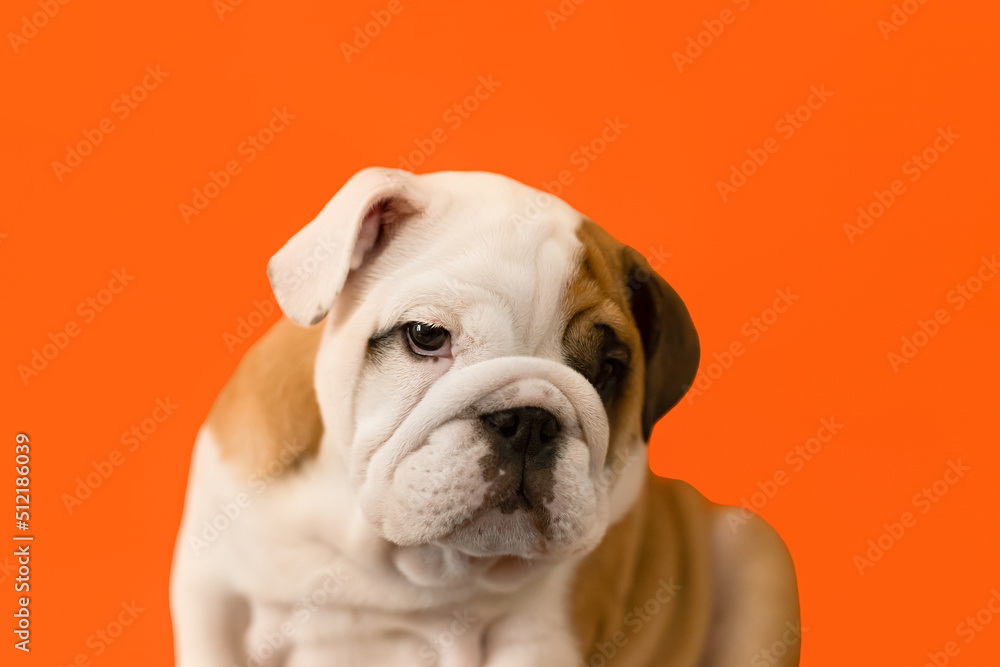 Cute English bulldog puppy on an orange background. Pets. A thoroughbred dog