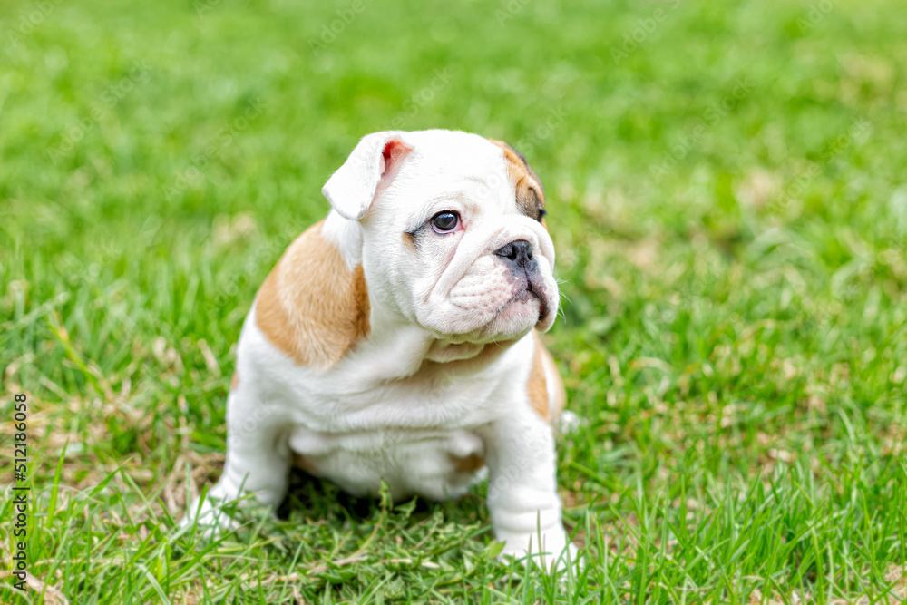 A cute puppy sitting in the grass is an English bulldog. A thoroughbred dog. Pets A cute puppy sitting in the grass is an English bulldog. A thoroughbred dog. Pets