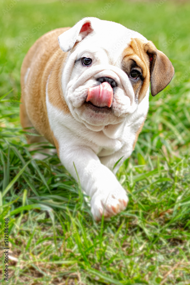 A cute puppy running on the grass is an English bulldog. A thoroughbred dog. Pets