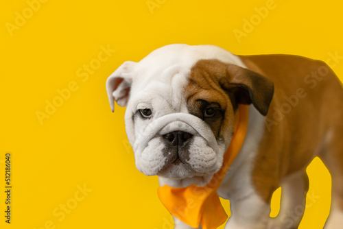 Funny English bulldog puppy on a yellow background. Pets. A purebred dog