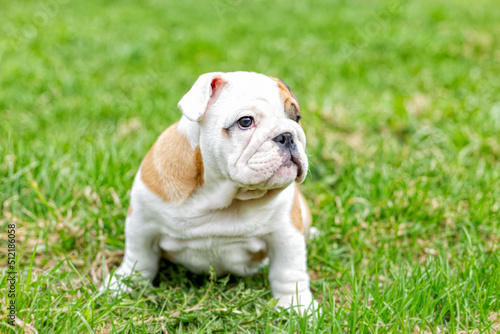 A cute puppy sitting in the grass is an English bulldog. A thoroughbred dog. Pets
