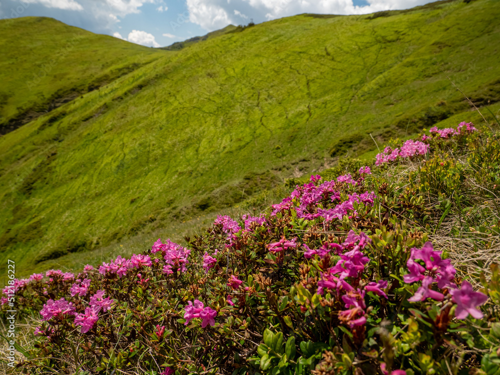 summer landscape with pink rhododendron flowers cluster in bloom in Ciucas mountains, romania