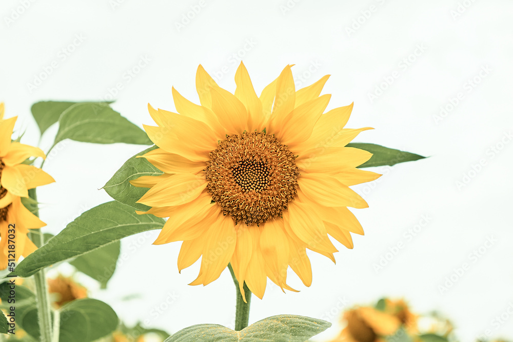 Fototapeta premium Agricultural field with yellow sunflower. Rural flower.