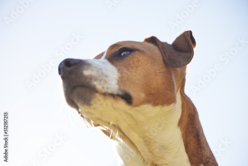 The majestic Jack Russell. Low angle shot of an adorable young Jack Russell sitting outside against a clear sky. © Beaunitta V W/peopleimages.com
