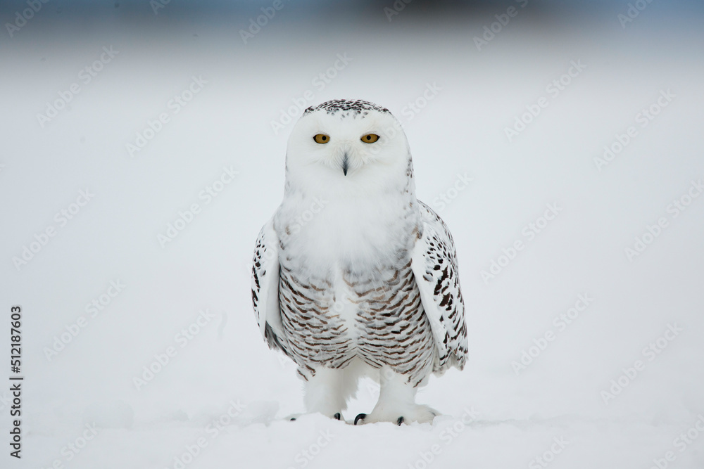 Canada, Quebec, Saint-Barthelemy, Ghost of the North, Snowy Owl (Nyctea scandiaca) Canada, Quebec, Saint-Barthelemy, Ghost of the North, Snowy Owl (Nyctea scandiaca)