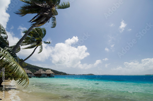 Palm trees blowing in wind on the beach, Bora Bora, French Polynesia photo