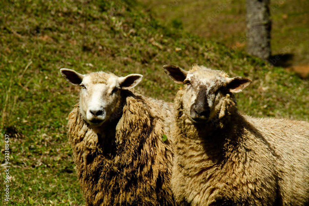 Fototapeta premium Observadores