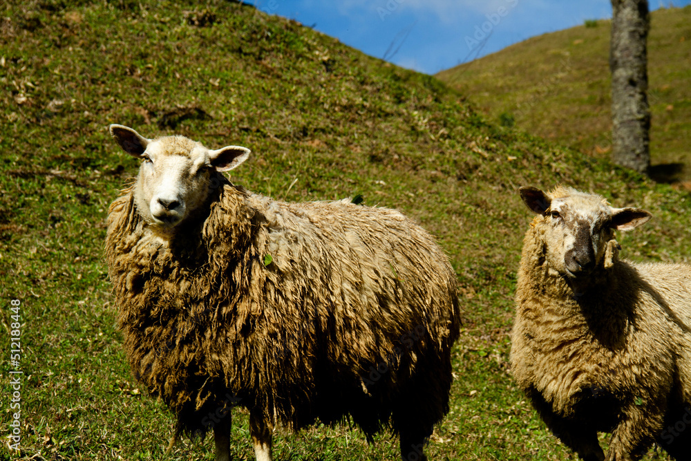 Obraz premium Observadores