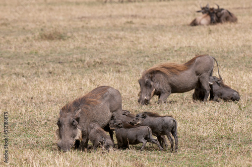 Africa,Kenya, Masai Mara, Warthog's family (Phacochoerus aethiopicus) photo