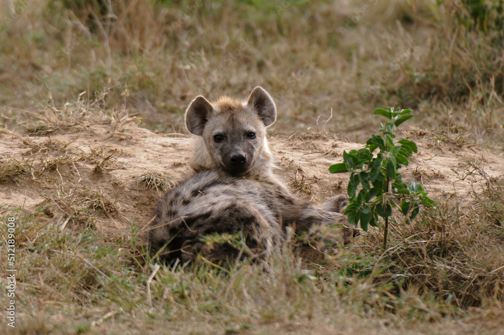 Africa, Kenya, Masai Mara, Spotted Hyaena (Crocuta crocuta) in grass Africa, Kenya, Masai Mara, Spotted Hyaena (Crocuta crocuta) in grass