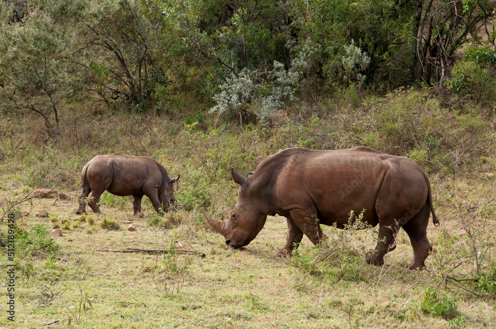 Kenya, Masai Mara National Reserve, White Rhinoceros (Cerototherium simium) with calf Kenya, Masai Mara National Reserve, White Rhinoceros (Cerototherium simium) with calf