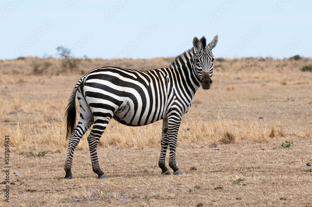 Kenya, Masai Mara National Reserve, Plains Zebra (Equus quagga) on savannah