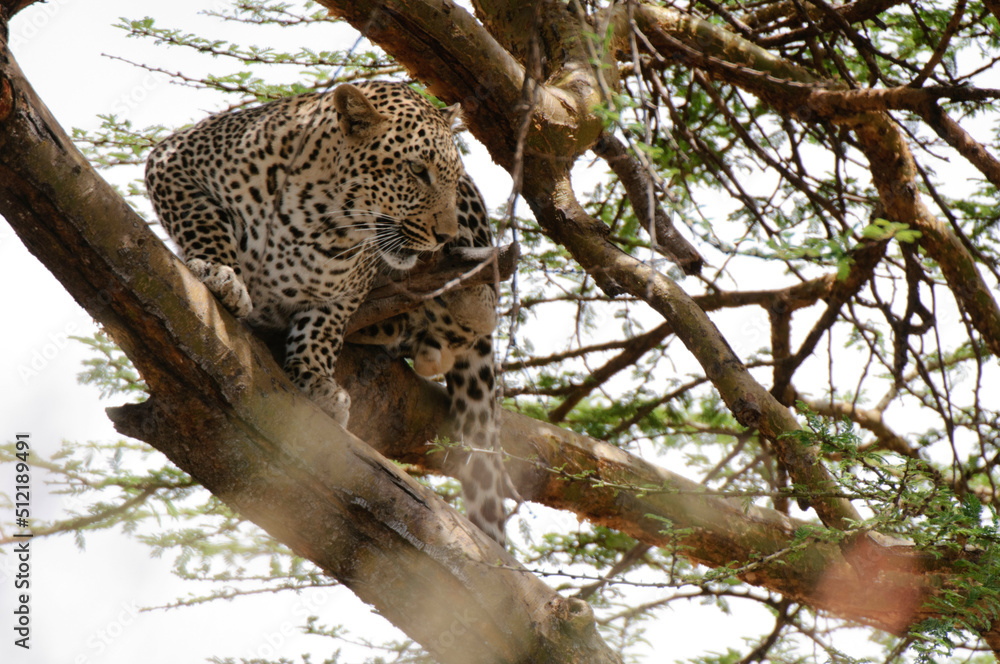 Kenya, Masai Mara National Reserve, Leopard (Panthera pardus) in tree Kenya, Masai Mara National Reserve, Leopard (Panthera pardus) in tree