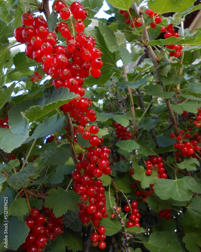 Nahaufnahme von roten Johannisbeeren am Strauch