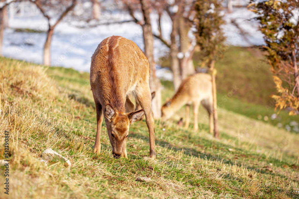 Beautiful spotted deer in the mountains against the background of green grass and snow. Fairytale spring landscape with wild animals. Beautiful spotted deer in the mountains against the background of green grass and snow. Fairytale spring landscape with wild animals.