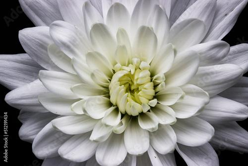 Wallpaper Mural white chrysanthemum isolated on black Torontodigital.ca