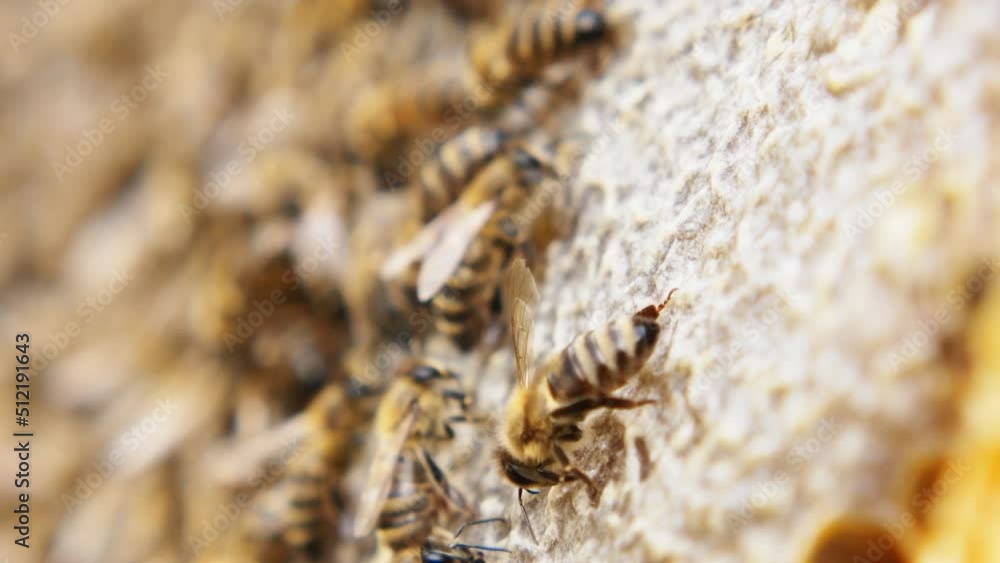 Busy bees, close up view of the working bees on honeycomb. Bees close up showing some animals and honeycomb structure. Busy bees, close up view of the working bees on honeycomb. Bees close up showing some animals and honeycomb structure.