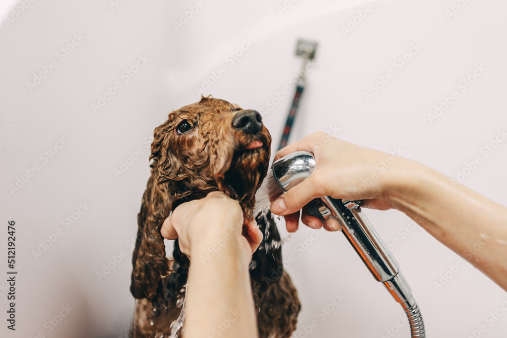 The dog takes a bath. The dog takes a bath.