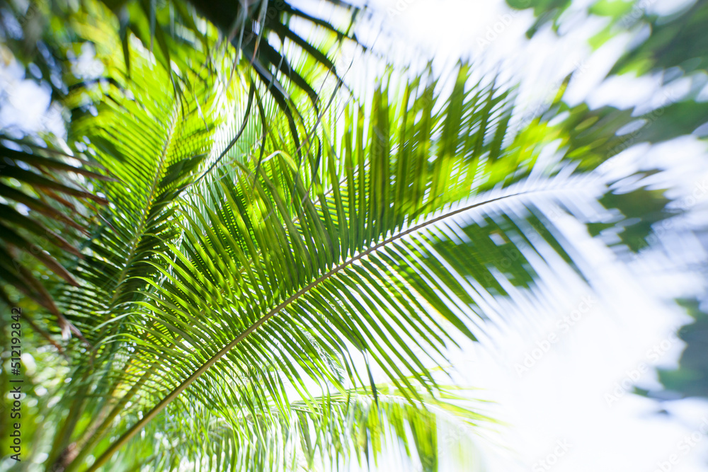 Fototapeta premium Abstract Palm Tree