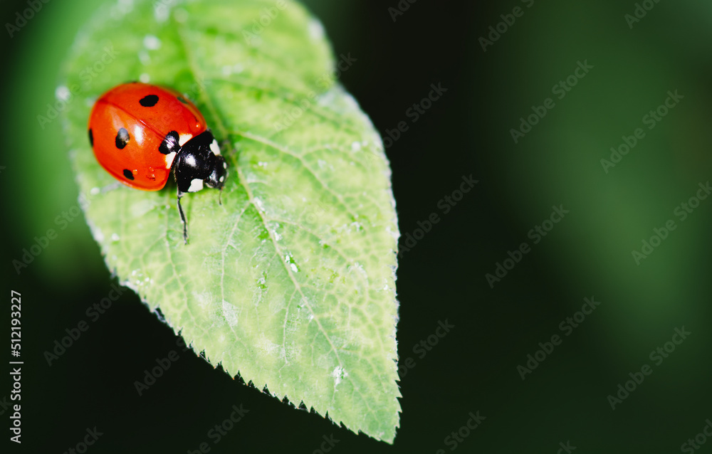 Macro Macro