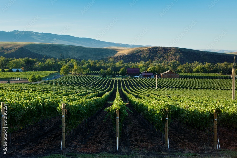 View from the top of a verdant vineyard in Walla Walla. View from the top of a verdant vineyard in Walla Walla.