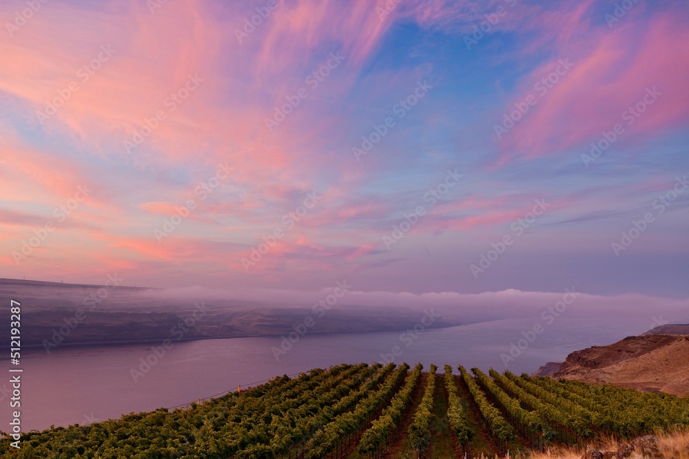 Grape vines over the Columbia River at dawn. Grape vines over the Columbia River at dawn.