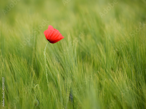 Single poppy flower in cornfield in Switzerland in windy weather