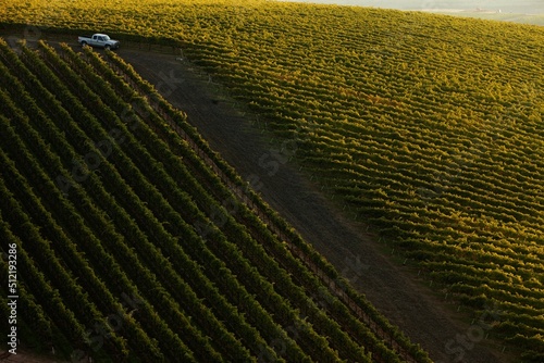 Sunrise in the vineyards.