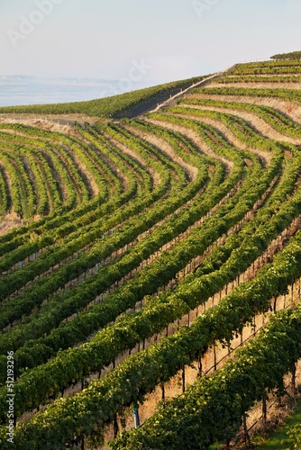 Morning sun on the vineyards. photo