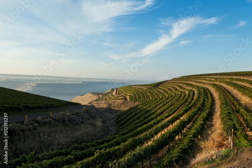 Morning sun on the vineyards. photo