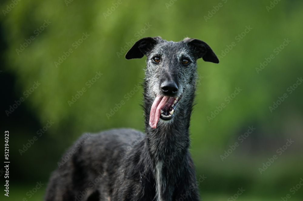 Windhund grinst mit raushängender Zunge Windhund grinst mit raushängender Zunge