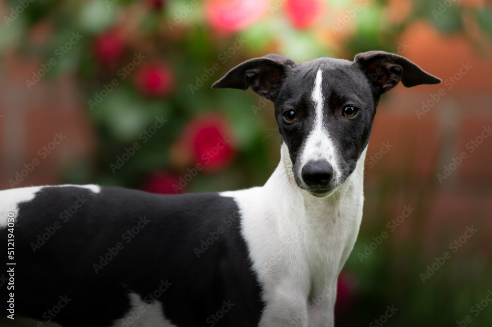 Portrait eines Hundes vor Blumen Portrait eines Hundes vor Blumen