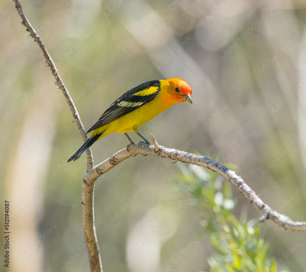Fototapeta premium Colorful Western Tanager perched on a tree branch.