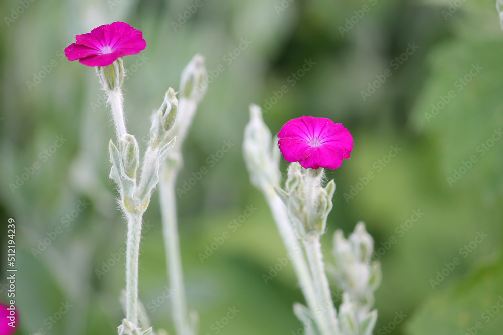 Flowering rose campion (Silene coronaria, syn. Lychnis coronaria) plant with pink flowers in summer garden - obrazy, fototapety, plakaty 