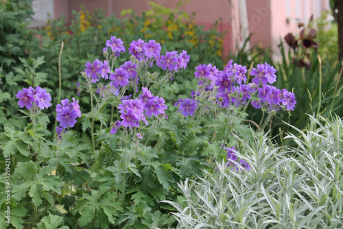 Tableau sur toile Flowering of purple cranesbill (Geranium magnificum) plant in summer garden