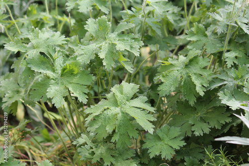 Fotografie Green foliage of purple cranesbill (Geranium magnificum) plant in summer garden