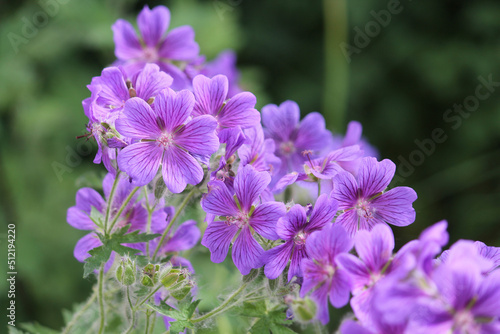 Flowers of purple cranesbill (Geranium magnificum) plant in summer garden