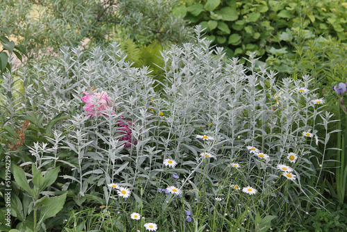 Ornamental wormwood plant with gray leaves in summer garden