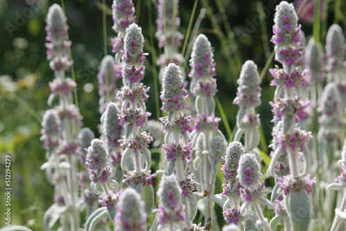 Flowering Woolly hedgenettle (Stachys byzantina) plants in summer garden photo