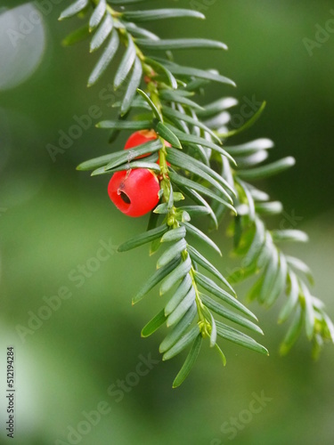 Red yew fruit on a yew-tree. Taxus baccata with red aril.