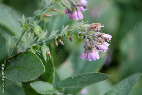 Flowers of common comfrey (Symphytum officinale) plant close-up