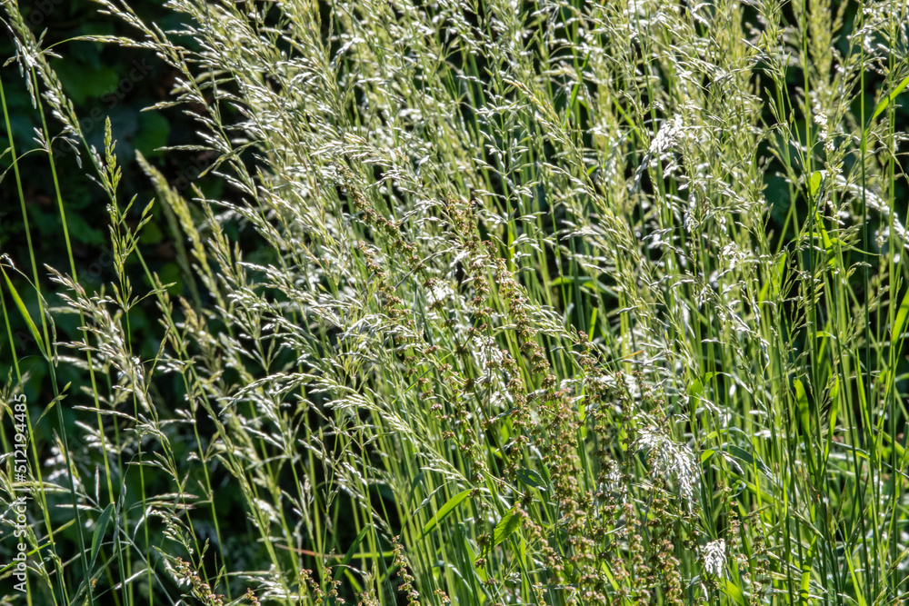 Obraz premium gros plan sur l'herbe