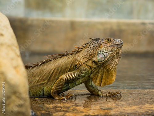 Iguana walking on wet rock photo