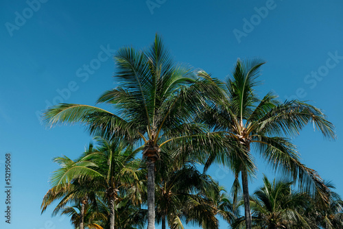 Florida Palm Trees